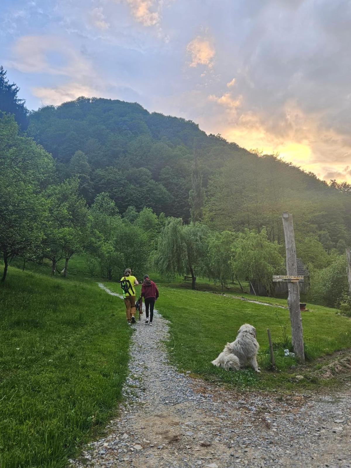 Pensiunea Lupul Dacic Costesti  Bagian luar foto